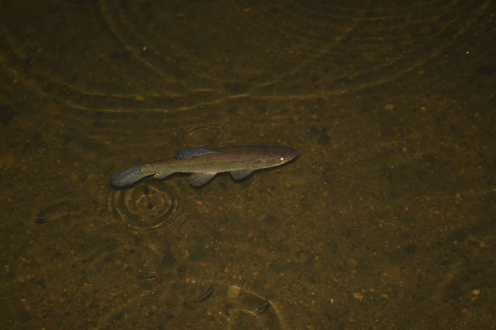 Image of Tiger fish