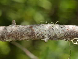 Image of Pittosporum divaricatum Cockayne