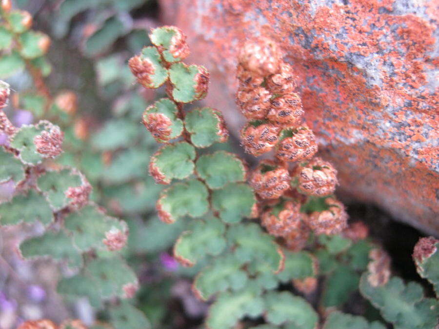 Image of Asplenium cordatum (Thunb.) Sw.