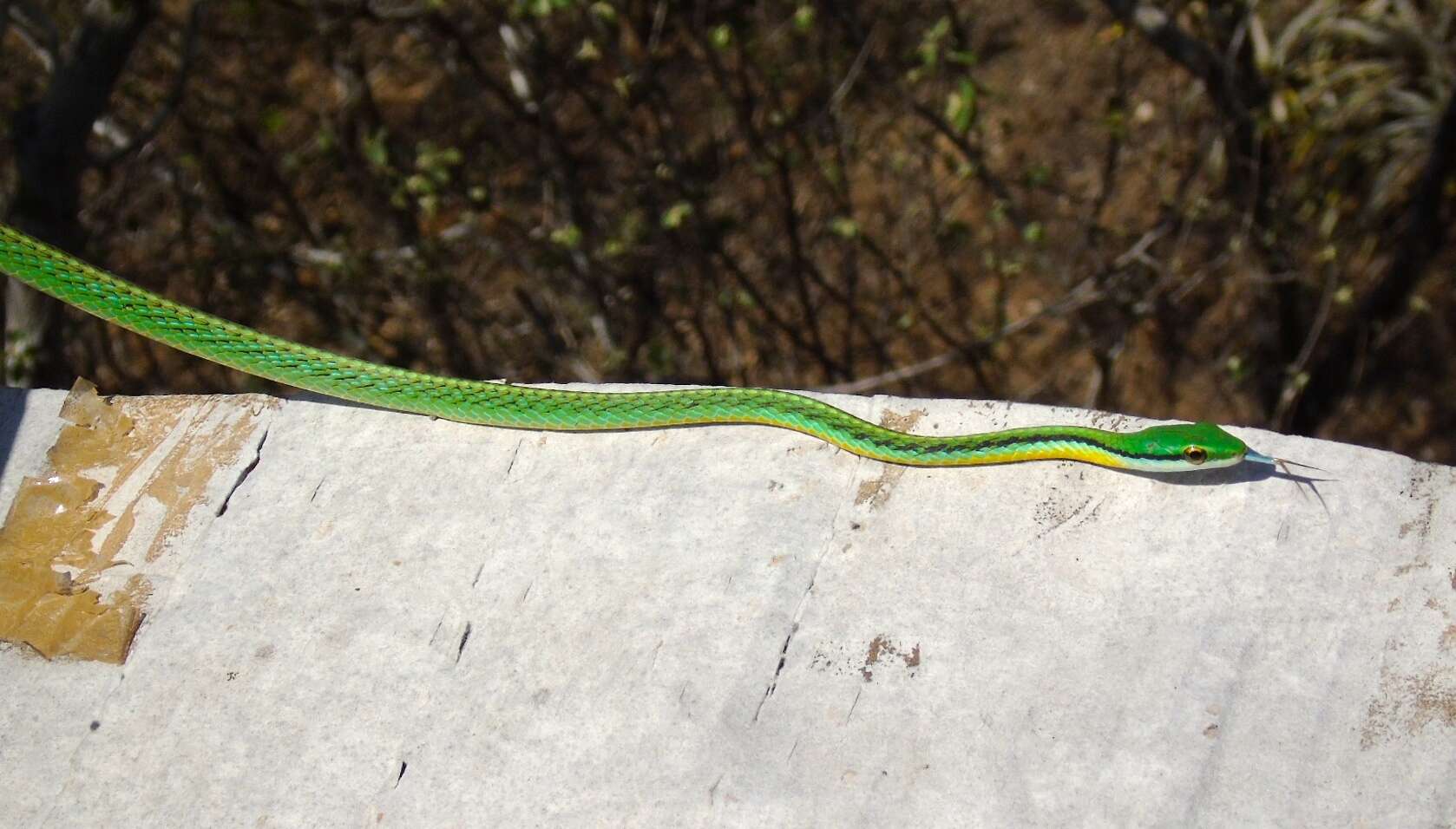 صورة Leptophis diplotropis (Günther 1872)