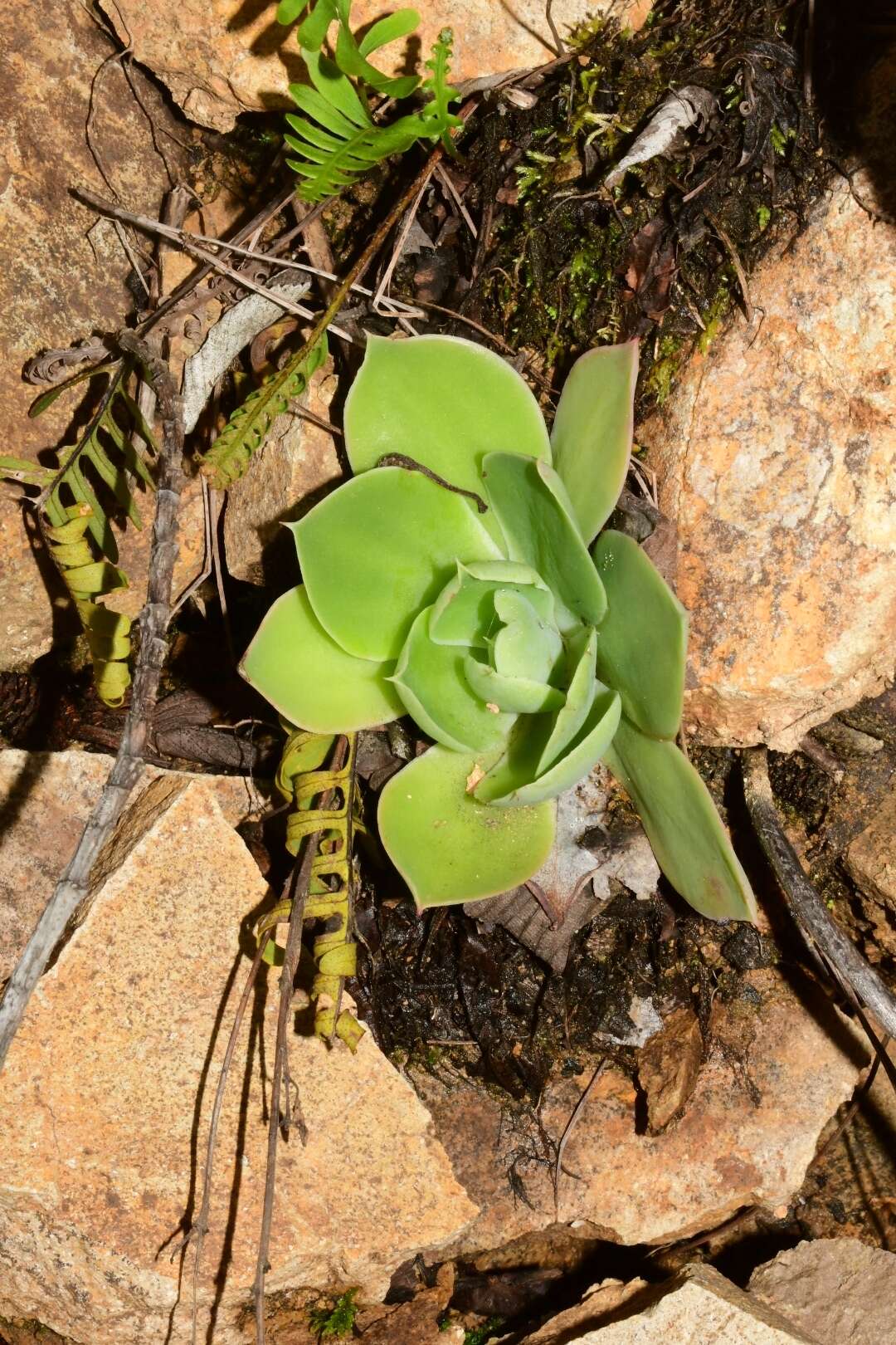 Echeveria megacalyx Walther的圖片