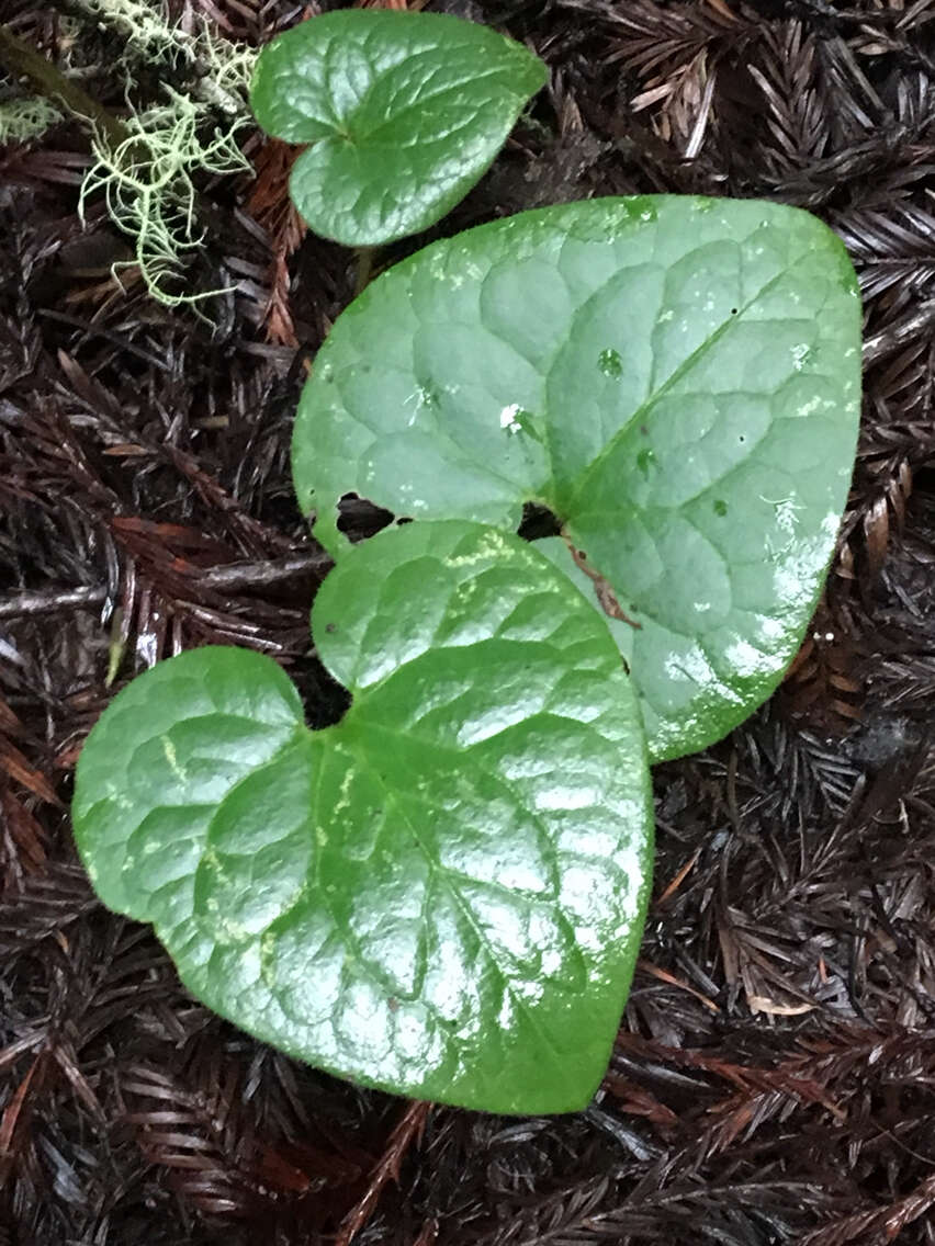 Image of British Columbia wildginger