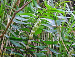 Image of Polygonatum arisanense Hayata