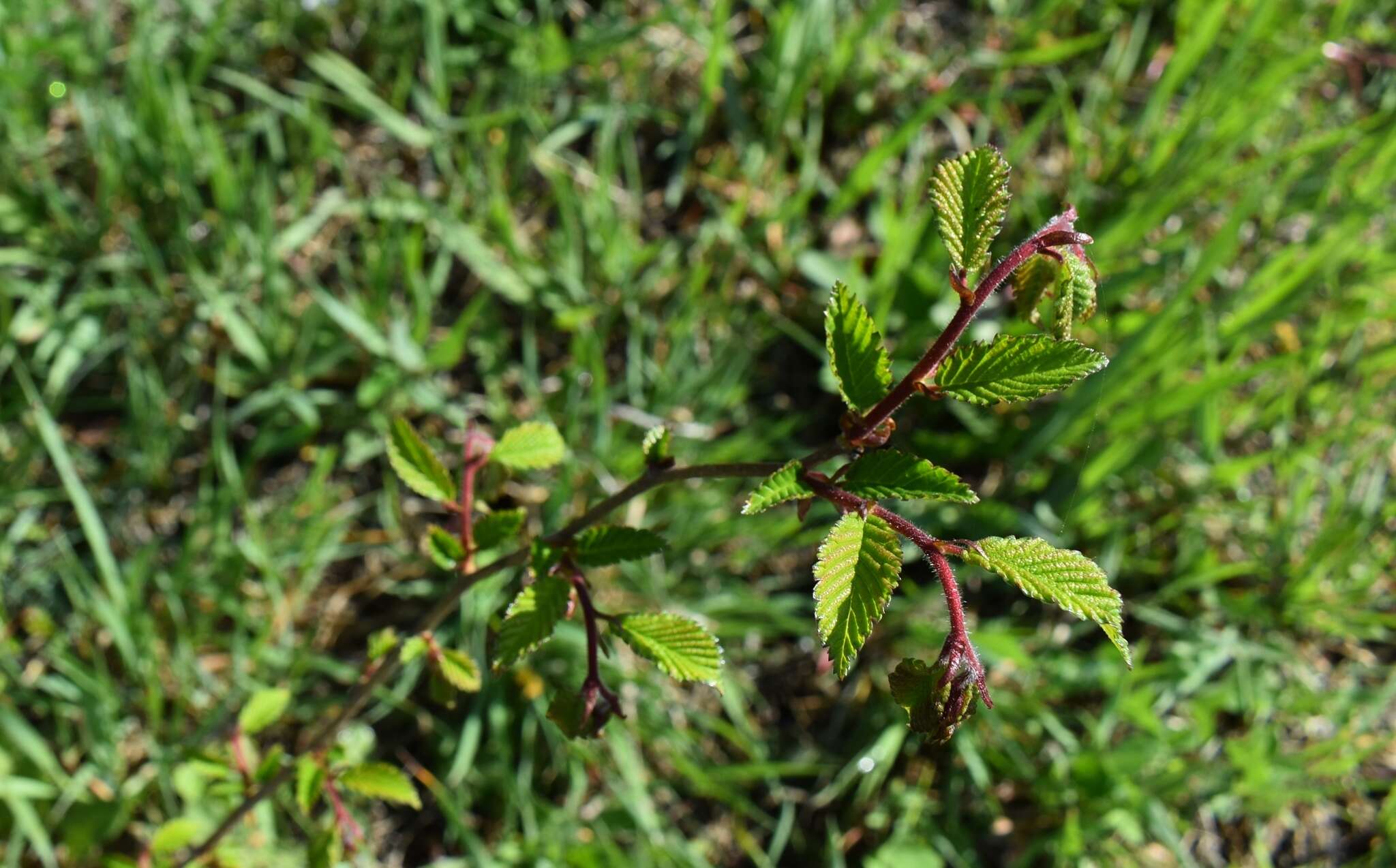 Image of Japanese elm