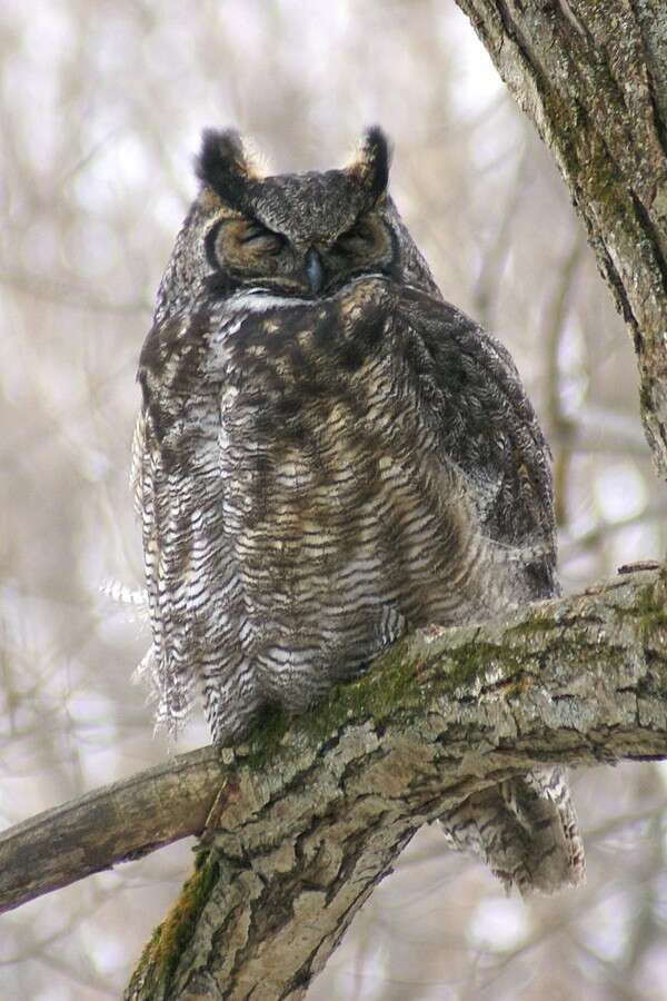 Image of Bubo virginianus heterocnemis (Oberholser 1904)