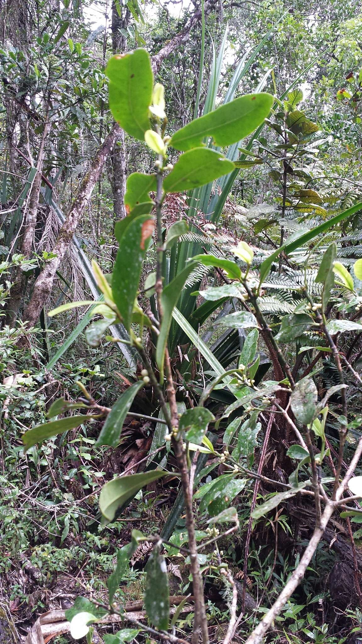 صورة Garcinia orthoclada Baker