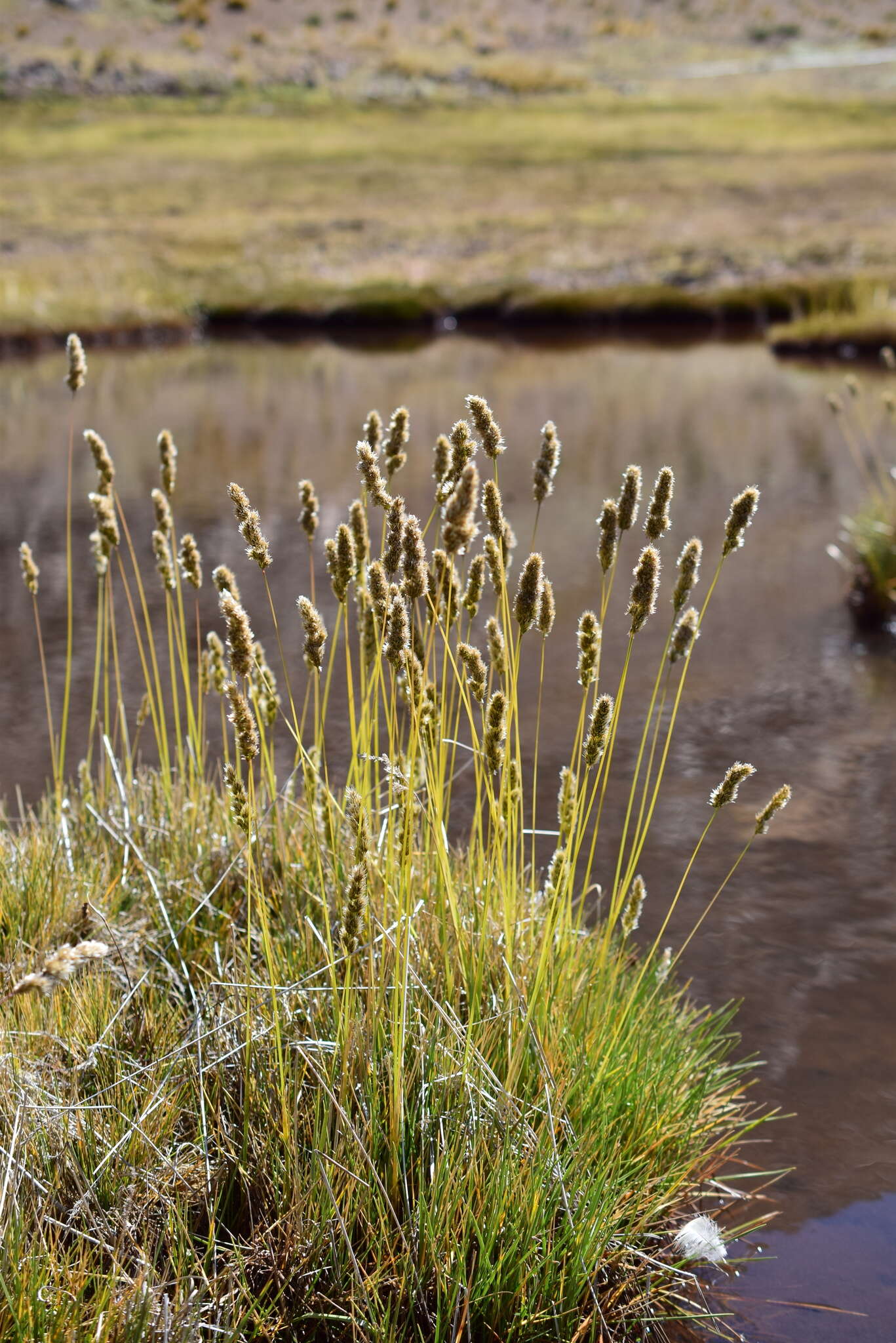 Sivun Calamagrostis chrysantha (J. Presl) Steud. kuva