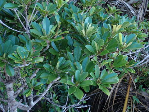 Image of Manilkara dissecta (L. fil.) Dubard