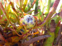 Image of Common Sunshine Conebush