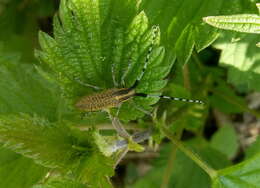 Image of Agapanthia (Epoptes) villosoviridescens (Degeer 1775)