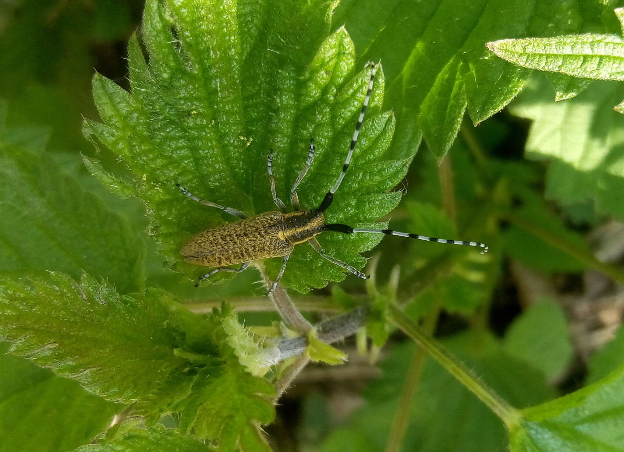 Image of Agapanthia (Epoptes) villosoviridescens (Degeer 1775)