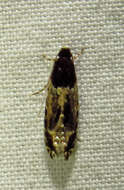 Image of Homosetia argentinotella (Chambers 1876)