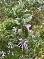 Image de Plectranthus saccatus Benth.