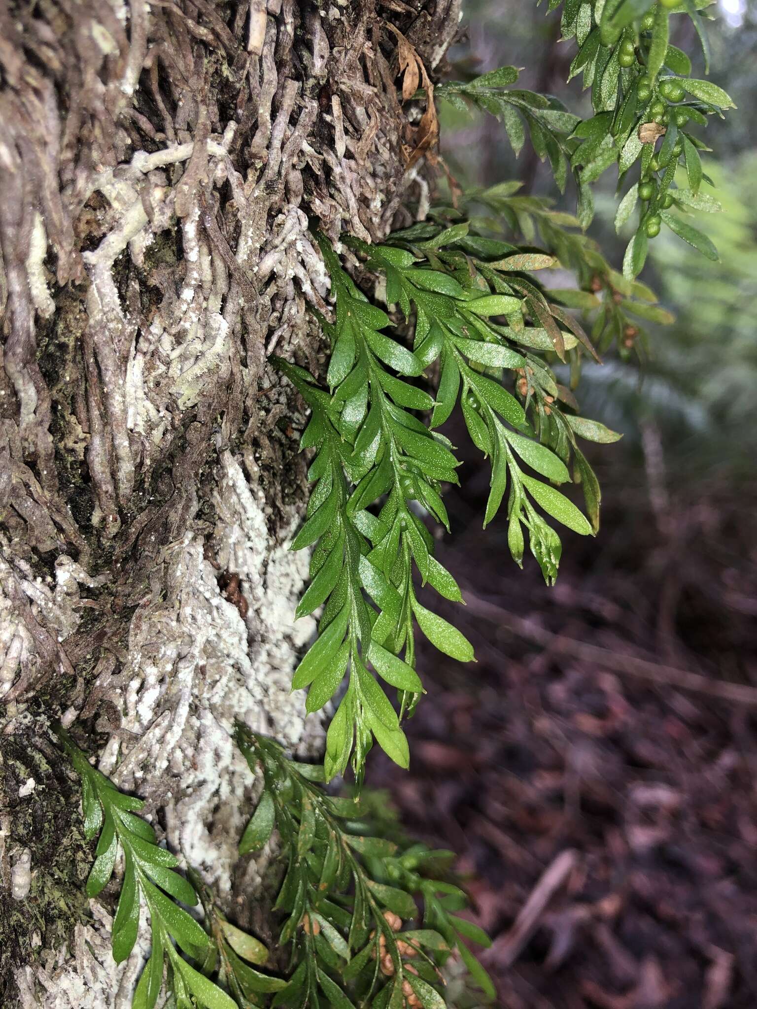 Image of Tmesipteris ovata Wakef.