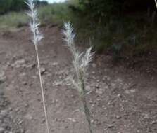 Imagem de Bothriochloa torreyana (Steud.) Scrivanti & Anton