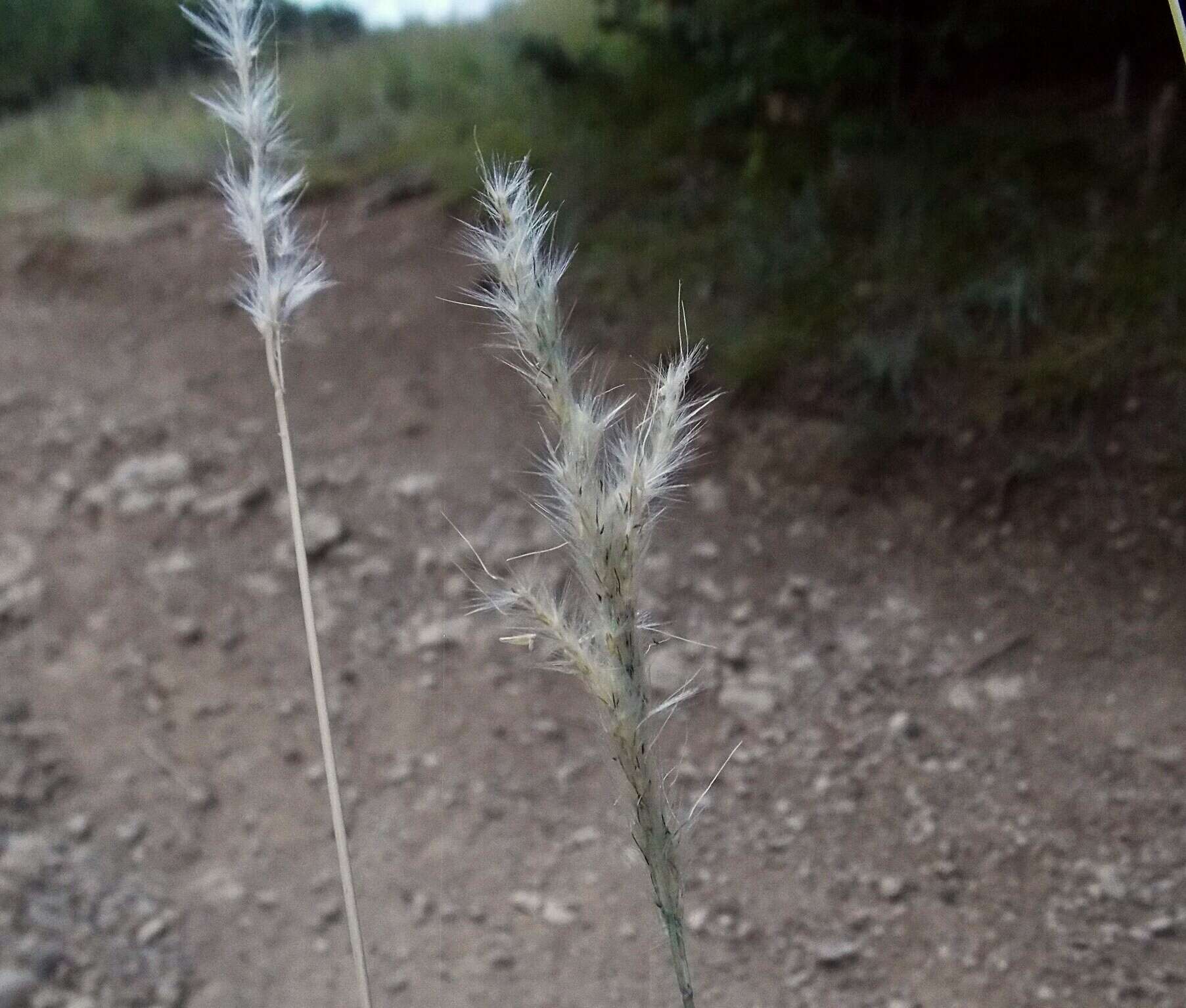 صورة Bothriochloa torreyana (Steud.) Scrivanti & Anton