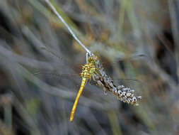 Image of Desert Darter