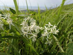 Sivun Clematis chinensis var. tatushanensis T. Y. A. Yang kuva