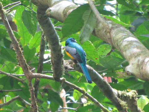 Image of Black-throated Trogon