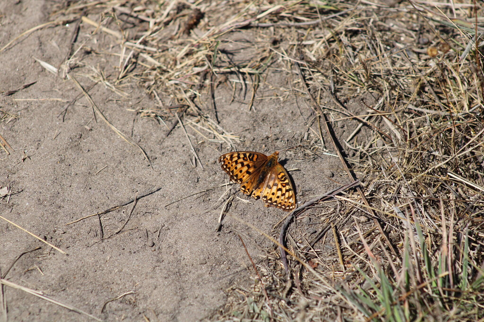 Image de Speyeria zerene behrensii Edwards 1869