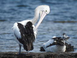 Image of Australian Pelican