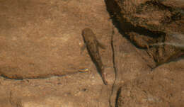 Image of Purple-spotted gudgeon