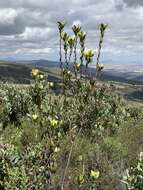 Plancia ëd Leucadendron discolor Buek ex Meissn.