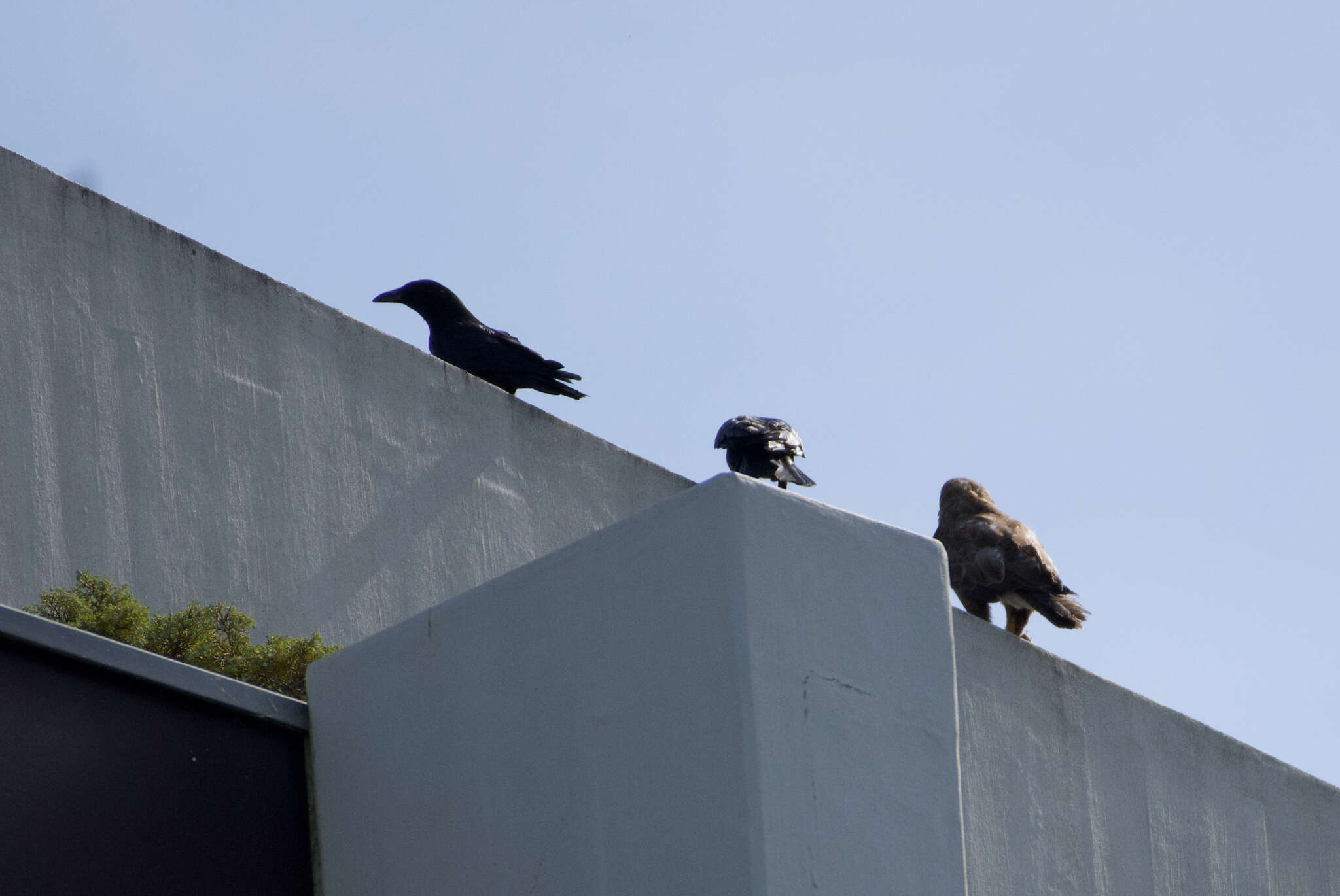 Image of Buteo buteo buteo (Linnaeus 1758)