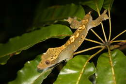 Image of Crested Gecko