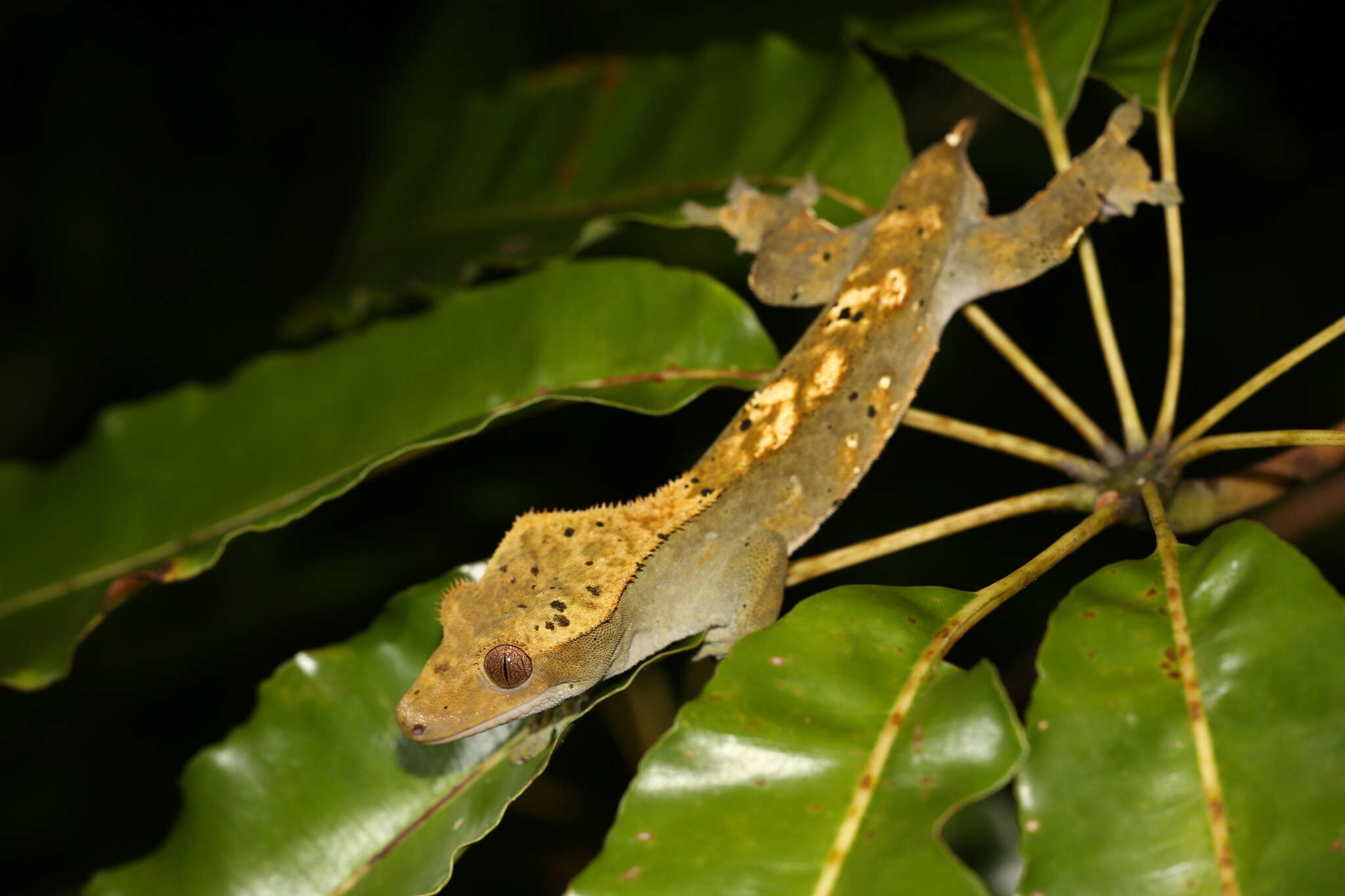 Imagem de Correlophus ciliatus Guichenot 1866