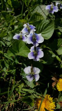 Image of Viola sororia f. priceana (Pollard) Cooperr.