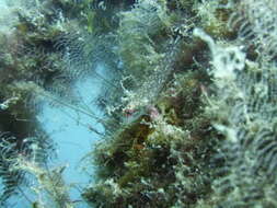 Image of Black-faced Blenny