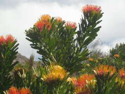 Image of Leucospermum erubescens Rourke