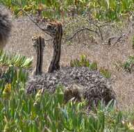 Image of South African Ostrich