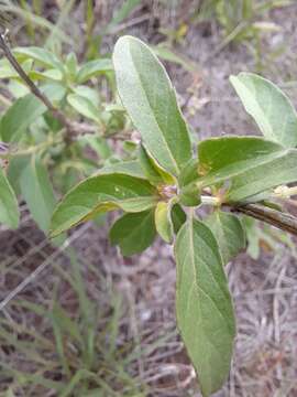 Imagem de Ocimum filamentosum Forssk.