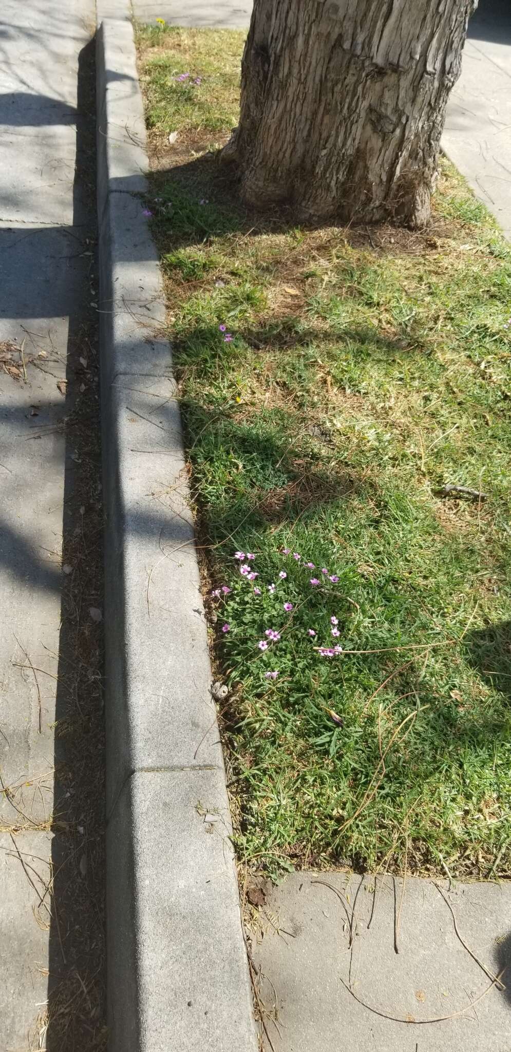 Image of windowbox woodsorrel