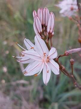 Plancia ëd Asphodelus lusitanicus Cout.