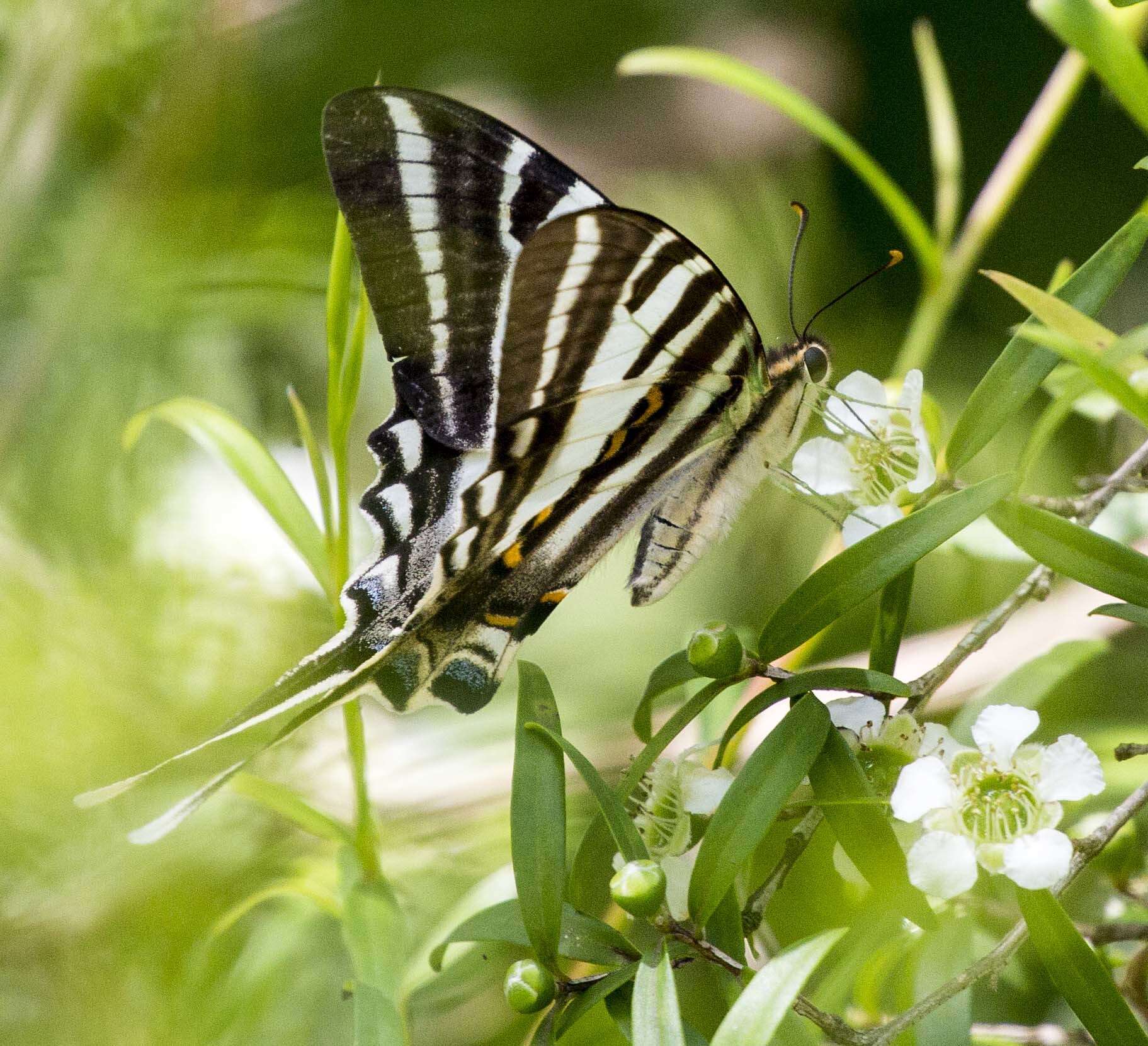 Image of Protographium leosthenes (Doubleday 1846)