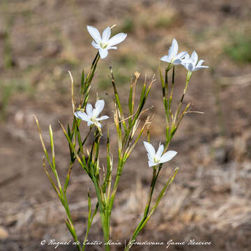 Image of Moraea polyanthos L. fil.