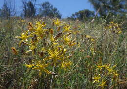 Image of common goldenstar