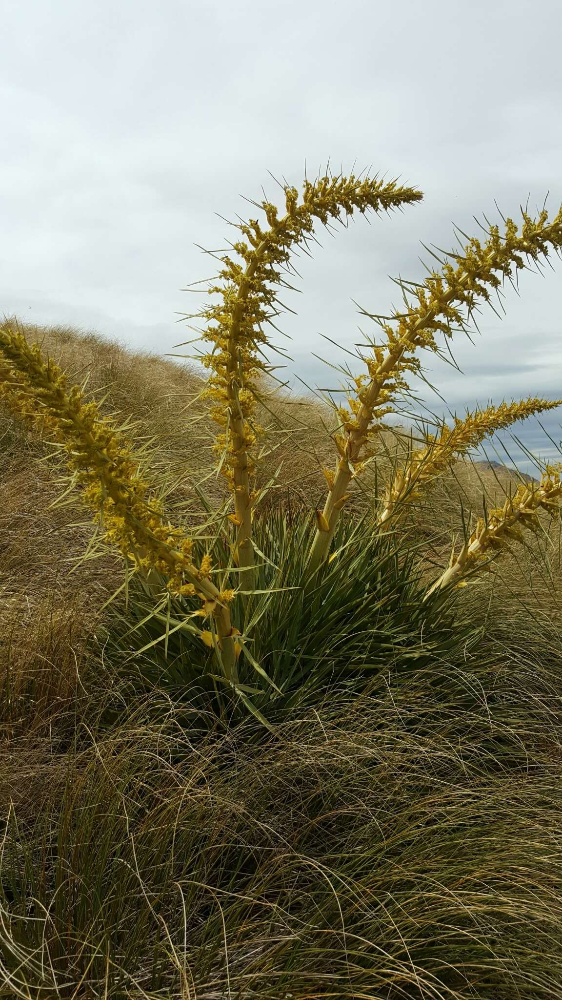 Image of Aciphylla scott-thomsonii Cockayne & Allan