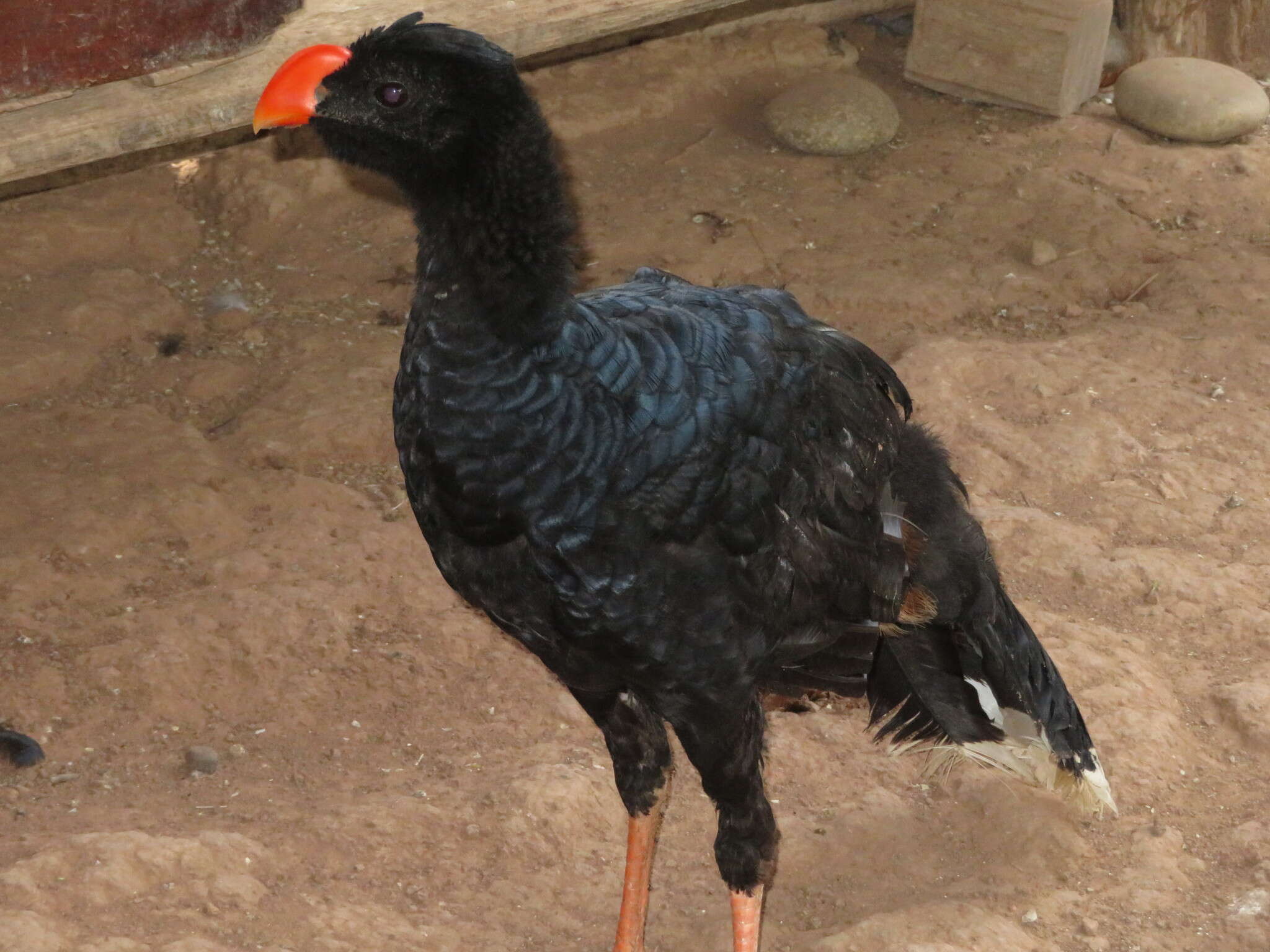 Image of Razor-billed Curassow