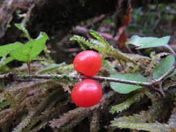 Image of Coprosma rotundifolia A. Cunn.