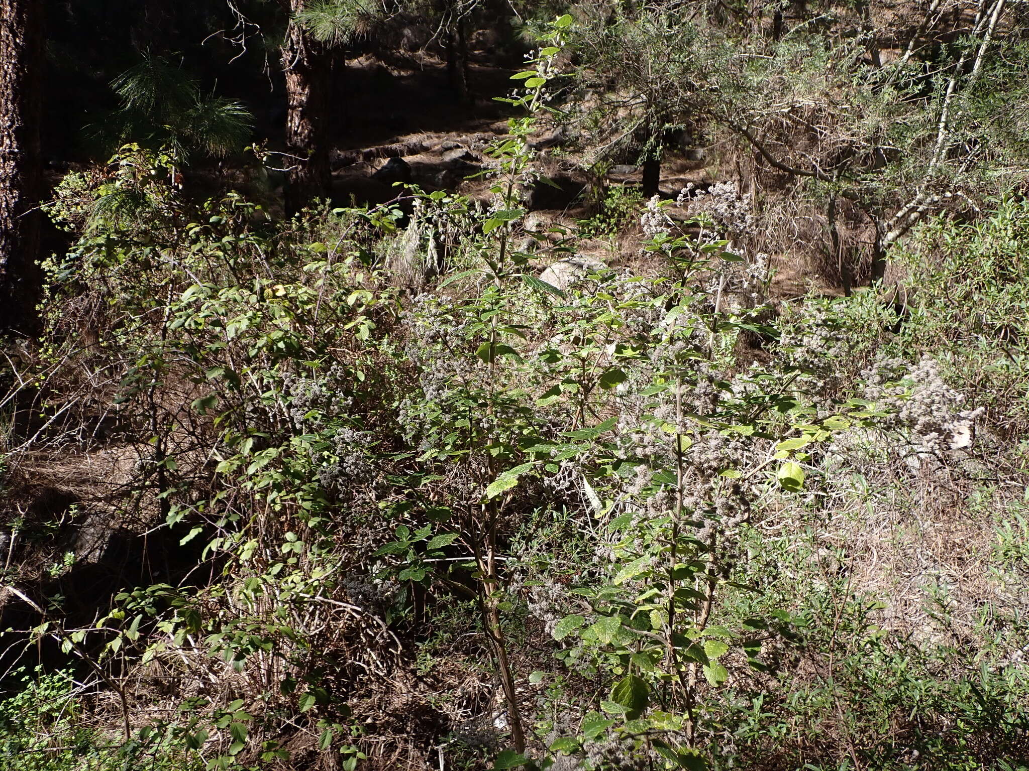 Image of Bystropogon canariensis (L.) L'Hér.