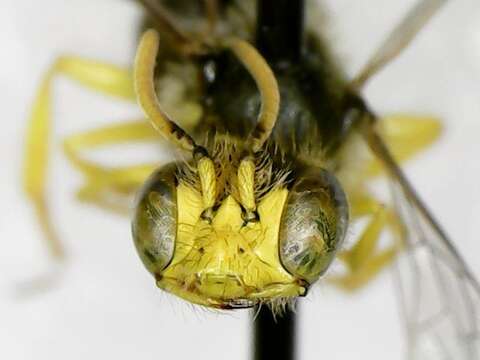 Image of Calliopsis andreniformis Smith 1853