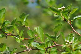 Image of Suksdorf's Hawthorn