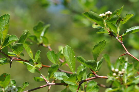 <i>Crataegus gaylussacia</i>的圖片