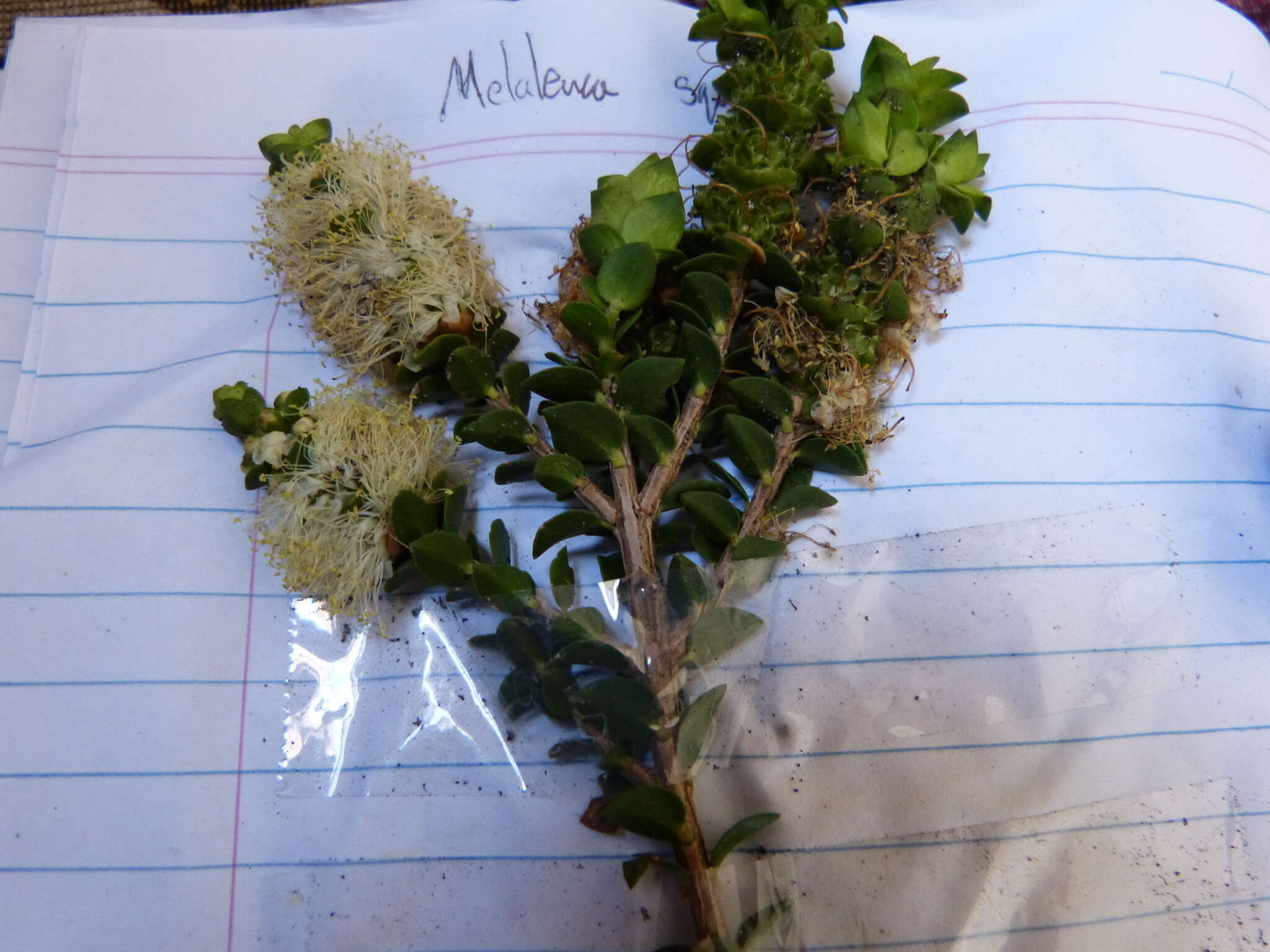 Image de Melaleuca squarrosa Donn