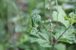 Image of Priva mexicana (L.) Pers.