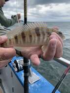 Image of Sand Perch